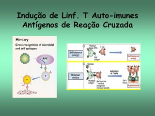 Indução de Linf. T Auto-imunes
Antígenos de Reação Cruzada
Mecanismos dependentes do antígeno

 