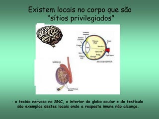 Existem locais no corpo que são
“sítios privilegiados”

- o tecido nervoso no SNC, o interior do globo ocular e do testículo
são exemplos destes locais onde a resposta imune não alcança.

 