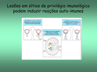 Lesões em sítios de privilégio imunológico
podem induzir reações auto-imunes

 