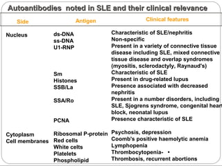Side
Nucleus
Cytoplasm
Cell membranes
Antigen
ds-DNA
ss-DNA
U1-RNP
Sm
Histones
SSB/La
SSA/Ro
PCNA
Ribosomal P-protein
Red cells
White celts
Platelets
Phospholipid
Clinical features
Characteristic of SLE/nephritis
Non-specific
Present in a variety of connective tissue
disease including SLE, mixed connective
tissue disease and overlap syndromes
(myositis, sclerodactyly, Raynaud's)
Characteristic of SLE
Present in drug-related lupus
Presence associated with decreased
nephritis
Present in a number disorders, including
SLE, Sjogrens syndrome, congenital heart
block, neonatal lupus
Presence characteristic of SLE
Psychosis, depression
Coomb's positive haemolytic anemia
Lymphopenia
Thrombocytopenia- •
Thrombosis, recurrent abortions
Autoantibodies noted in SLE and their clinical relevanceAutoantibodies noted in SLE and their clinical relevance
 