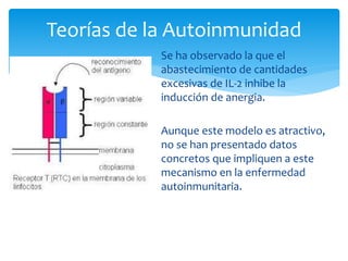 Se ha observado la que el
abastecimiento de cantidades
excesivas de IL-2 inhibe la
inducción de anergia.
Aunque este modelo es atractivo,
no se han presentado datos
concretos que impliquen a este
mecanismo en la enfermedad
autoinmunitaria.
Teorías de la Autoinmunidad
 