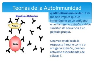 4. Mimetismo molecular: Este
modelo implica que un
inmunógeno en un antígeno
en un antígeno extraño exhibe
similitud de secuencia a un
péptido propio.
Una vez establecida la
respuesta inmune contra e
antígeno extraño, pueden
activarse especifidades de
células T.
Teorías de la Autoinmunidad
 