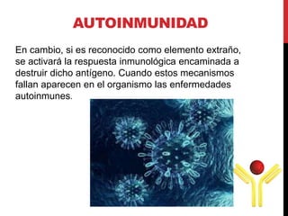 En cambio, si es reconocido como elemento extraño,
se activará la respuesta inmunológica encaminada a
destruir dicho antígeno. Cuando estos mecanismos
fallan aparecen en el organismo las enfermedades
autoinmunes.
AUTOINMUNIDAD
 