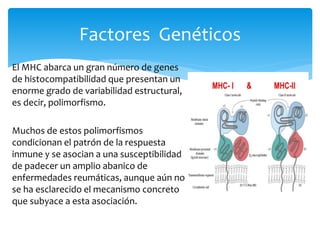 El MHC abarca un gran número de genes
de histocompatibilidad que presentan un
enorme grado de variabilidad estructural,
es decir, polimorfismo.
Muchos de estos polimorfismos
condicionan el patrón de la respuesta
inmune y se asocian a una susceptibilidad
de padecer un amplio abanico de
enfermedades reumáticas, aunque aún no
se ha esclarecido el mecanismo concreto
que subyace a esta asociación.
Factores Genéticos
 