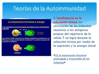  1. Insuficiencia en la
educación tímica: La
eliminación de los linfocitos
reactivos a los antígenos
propios del repertorio de la
célula T se logra durante la
selección tímica por medio de
la supresión y la anergia clonal
 *Es la inactivación funcional
prolongada o irreversible de los
linfocitos*
Teorías de la Autoinmunidad
 