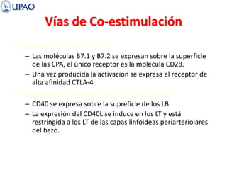 Vías de Co-estimulación
• Linfocitos T: Vía CD28/B7
– Las moléculas B7.1 y B7.2 se expresan sobre la superficie
de las CPA, el único receptor es la molécula CD28.
– Una vez producida la activación se expresa el receptor de
alta afinidad CTLA-4
• Linfocitos B: Sistema CD40L(CD154)/CD40
– CD40 se expresa sobre la supreficie de los LB
– La expresión del CD40L se induce en los LT y está
restringida a los LT de las capas linfoideas periarteriolares
del bazo.
 
