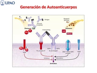Generación de Autoanticuerpos
 