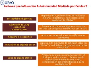 Factores que Influencian Autoinmunidad Mediada por Células T
Susceptibilidad genética
Activación de LT Ag
específicos
autorreactivos
Antígeno no específico
Infiltración de órganos por LT
Daño de órgano blanco
Haplotipo HLA, polimorfismo de moléculas
inmunes importantes, homeostasis de la
población de células T
Presentación de autoantígenos o reacción
cruzada con antígenos microbianos por las APC
Activación espectador inocente (Bystander
activation)
Expresión de moléculas de adhesión sobre las
células T y endoteliales, activación local de las
células APC
Presencia de moléculas efectoras de los LT
(incluyendo citoquinas), colaboración de
poblaciones diferentes (céls T y B),
sensibilización del órgano blanco al daño
mediado por LT
 