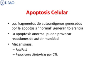 Apoptosis Celular
• Los fragmentos de autoantígenos generados
por la apoptosis “normal” generan tolerancia
• La apoptosis anormal puede provocar
reacciones de autoinmunidad
• Mecanismos:
– Fas/FasL
– Reacciones citotóxicas por CTL
 