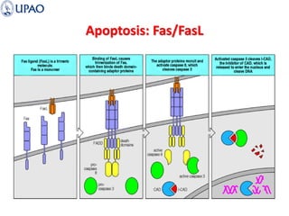 Apoptosis: Fas/FasL
 