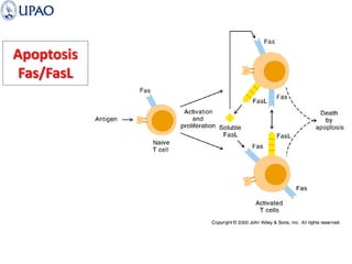 Apoptosis
Fas/FasL
 
