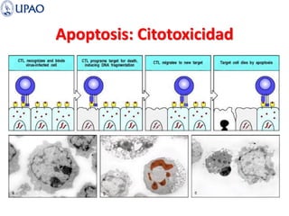 Apoptosis: Citotoxicidad
 