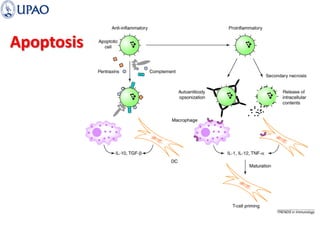 Apoptosis
 