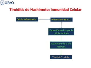 Tiroiditis de Hashimoto: Inmunidad Celular
Célula Inflamatoria Producción de IL-1
Expresión de Fas por la
célula tiroidea
Activación de la vía
Fas/FasL
“Suicidio” celular
 