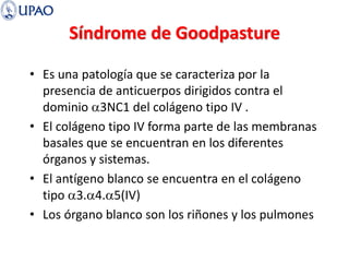 Síndrome de Goodpasture
• Es una patología que se caracteriza por la
presencia de anticuerpos dirigidos contra el
dominio a3NC1 del colágeno tipo IV .
• El colágeno tipo IV forma parte de las membranas
basales que se encuentran en los diferentes
órganos y sistemas.
• El antígeno blanco se encuentra en el colágeno
tipo a3.a4.a5(IV)
• Los órgano blanco son los riñones y los pulmones
 