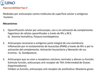 Hipersensibilidad Tipo II
Mediadas por anticuerpos contra moléculas de superficie celular o antígenos
tisulares.
Mecanismos
1. Opsonificación celular por anticuerpos, con o sin activación de complemento.
Fagocitosis de células opsonificadas a través de RFc y RC3.
Ej Anemia hemolítica, Púrpura trombopénica
2. Anticuerpos reconocen a antígenos parte integral de una membrana.
Inflamación por el reclutamiento de leucocitos (PMN) a través de RFc o por la
activación del complemento. Activación leucocitaria y liberación de sus
enzimas. Ej. Goodpasture.
3. Anticuerpos que se unen a receptores celulares normales y alteran su función.
Estimula función, anticuerpos anti receptor de TSH: Enfermedad de Graves
(hipertiroidismo)
Inhiben su función, anticuerpos anti receptor de acetilcolina: Miastenia gravis
 