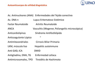 Autoanticuerpos de utilidad diagnóstica
Ac. Antinucleares (ANA) Enfermedades del Tejido conectivo
Ac. DNA n Lupus Eritematoso Sistémico
Factor Reumatoide Artritis Reumatoide
ANCA Vasculitis (Wegener, Poliangeítis microscópica)
Anticardiolipinas Síndrome Antifosfolípido
Anticoagulante Lúpico “
Antimitocondriales Cirrosis Biliar Primaria
LKM, músculo liso Hepatitis autoinmune
Anti GAD, ICA DMID
Antigliadina, EMA, TG Enfermedad celíaca
Antimicrosomales, TPO Tiroiditis de Hashimoto
 