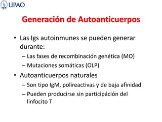 Generación de Autoanticuerpos
• Las Igs autoinmunes se pueden generar
durante:
– Las fases de recombinación genética (MO)
– Mutaciones somáticas (OLP)
• Autoanticuerpos naturales
– Son tipo IgM, polireactivas y de baja afinidad
– Pueden producirse sin participáción del
linfocito T
 