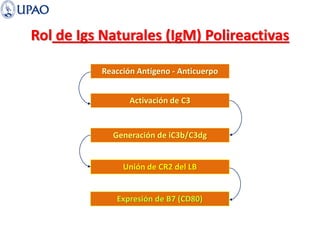 Rol de Igs Naturales (IgM) Polireactivas
Reacción Antígeno - Anticuerpo
Activación de C3
Generación de iC3b/C3dg
Unión de CR2 del LB
Expresión de B7 (CD80)
 