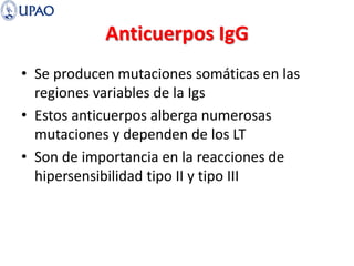 Anticuerpos IgG
• Se producen mutaciones somáticas en las
regiones variables de la Igs
• Estos anticuerpos alberga numerosas
mutaciones y dependen de los LT
• Son de importancia en la reacciones de
hipersensibilidad tipo II y tipo III
 