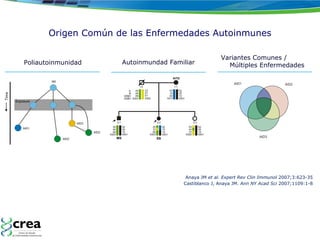 Origen Común de las Enfermedades Autoinmunes Anaya JM  et al. Expert Rev Clin Immunol  2007;3:623-35 Castiblanco J, Anaya JM.  Ann NY Acad Sci  2007;1109:1-8 Variantes Comunes /  Múltiples Enfermedades Poliautoinmunidad Autoinmundad Familiar 
