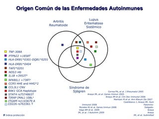 Origen Común de las Enfermedades Autoinmunes Artritis Reumatoide Lupus Eritematoso Sistémico Síndrome de Sjögren Correa PA,  et al .  J Rheumatol  2005  Anaya JM,  et al .  Genes Immun  2005  Anaya JM  et al .  Clin Dev Immunol  2006  Mamtani M  et al .   Ann Rheum Dis  2007  Castiblanco J, Anaya JM.  Hum Immunol  2008   Palomino-Morales RJ et al. Genes Immun 2008  Delgado-Vega AM et al .  2009  Anaya JM,  et al .  J Autoimm 2009  Anaya JM,  et al .  Submitted #  Indica protección HLA-DRB1*0404 TNF-308A IL1B +3953T # TAP2*0201 PTPN22 +1858T   NOS3 i4b HLA-DRB1*0301-DQB1*0201 NFKBIL1  +738T # CCR5  HHE and HHG*2 BAK1  GCA Haplotype CCL3L1  CNV STAT4  rs7574865T TIRAP  (MAL) 108L # ITGAM rs1143679 A CD226  rs763361 T  