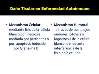 Mecanismo Celular  mediante lisis de la  célula blanco por  necrosis mediada por perforinas o por  apoptosis inducida  por Granzima B. Mecanismo Humoral  a través de complejos inmunes, citolisis o fagocitosis de la célula blanco, o mediante interferencia de la fisiología celular. 