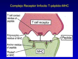 Complejo Receptor linfocito T-péptido-MHC
 