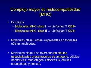 Complejo mayor de histocompatibildad
                (MHC)
• Dos tipos:
   – Moléculas MHC clase I ⇒ Linfocitos T CD8+
   – Moléculas MHC clase II ⇒ Linfocitos T CD4+


• Moléculas clase I están expresadas en todas las
  células nucleadas.


• Moléculas clase II se expresan en células
  especializadas presentadoras de antígeno: células
  dendríticas, macrófagos, linfocitos B, células
  endoteliales y tímicas.
 