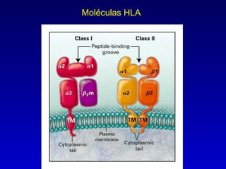 Moléculas HLA
 