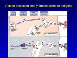Vías de procesamiento y presentación de antígeno
 