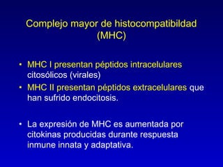 Complejo mayor de histocompatibildad
               (MHC)

• MHC I presentan péptidos intracelulares
  citosólicos (virales)
• MHC II presentan péptidos extracelulares que
  han sufrido endocitosis.


• La expresión de MHC es aumentada por
  citokinas producidas durante respuesta
  inmune innata y adaptativa.
 