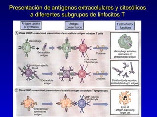 Presentación de antígenos extracelulares y citosólicos
        a diferentes subgrupos de linfocitos T
 