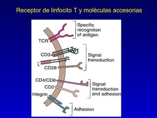 Receptor de linfocito T y moléculas accesorias
 