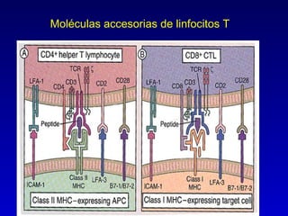 Moléculas accesorias de linfocitos T
 
