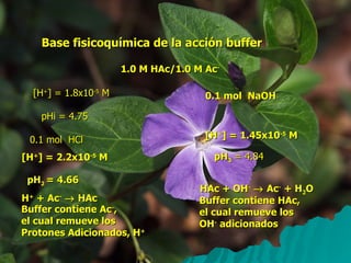 Base fisicoquímica de la acción buffer 1.0 M HAc/1.0 M Ac - [H + ] = 1.8x10 -5  M pHi = 4.75 0.1 mol  HCl [H + ] = 2.2x10 -5  M pH 2  = 4.66 [H + ] = 1.45x10 -5  M 0.1 mol  NaOH pH 3  = 4.84 H +  + Ac -     HAc Buffer contiene Ac - , el cual remueve los  Protones Adicionados, H + HAc + OH -     Ac -  + H 2 O Buffer contiene HAc, el cual remueve los OH -  adicionados 