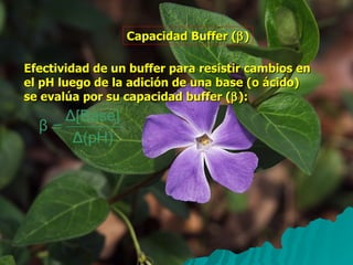 Capacidad Buffer (  ) Efectividad de un buffer para resistir cambios en  el pH luego de la adición de una base (o ácido)  se evalúa por su capacidad buffer (  ): 