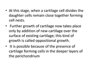• At this stage, when a cartilage cell divides the
daughter cells remain close together forming
cell nests.
• Further growth of cartilage now takes place
only by addition of new cartilage over the
surface of existing cartilage; this kind of
growth is called oppositional growth.
• It is possible because of the presence of
cartilage forming cells in the deeper layers of
the perichondrium
 