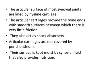 • The articular surface of most synovial joints
are lined by hyaline cartilage.
• The articular cartilages provide the bone ends
with smooth surfaces between which there is
very little friction.
• They also act as shock absorbers.
• Articular cartilages are not covered by
perichondrium.
• Their surface is kept moist by synovial fluid
that also provides nutrition.
 