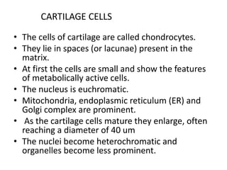 CARTILAGE CELLS
• The cells of cartilage are called chondrocytes.
• They lie in spaces (or lacunae) present in the
matrix.
• At first the cells are small and show the features
of metabolically active cells.
• The nucleus is euchromatic.
• Mitochondria, endoplasmic reticulum (ER) and
Golgi complex are prominent.
• As the cartilage cells mature they enlarge, often
reaching a diameter of 40 um
• The nuclei become heterochromatic and
organelles become less prominent.
 