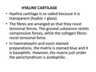 HYALINE CARTILAGE
• Hyaline cartilage is so called because it is
transparent (hyalos = glass).
• The fibres are arranged so that they resist
tensional forces. The ground substance resists
compressive forces, while the collagen fibres
resist tensional force.
• In haematoxylin and eosin stained
preparations, the matrix is stained blue and it
is basophilic. However, the matrix just under
the perichondrium is acidophilic.
 