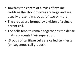 • Towards the centre of a mass of hyaline
cartilage the chondrocytes are large and are
usually present in groups (of two or more).
• The groups are formed by division of a single
parent cell.
• The cells tend to remain together as the dense
matrix prevents their separation.
• Groups of cartilage cells are called cell-nests
(or isogenous cell groups).
 
