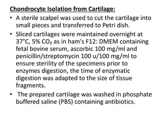 Chondrocyte Isolation from Cartilage:
• A sterile scalpel was used to cut the cartilage into
small pieces and transferred to Petri dish.
• Sliced cartilages were maintained overnight at
37°C, 5% CO₂ as in ham's F12: DMEM containing
fetal bovine serum, ascorbic 100 mg/ml and
penicillin/streptomycin 100 u/100 mg/ml to
ensure sterility of the specimens prior to
enzymes digestion, the time of enzymatic
digestion was adapted to the size of tissue
fragments.
• The prepared cartilage was washed in phosphate
buffered saline (PBS) containing antibiotics.
 