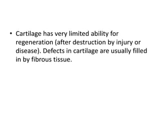 • Cartilage has very limited ability for
regeneration (after destruction by injury or
disease). Defects in cartilage are usually filled
in by fibrous tissue.
 
