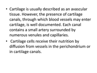 • Cartilage is usually described as an avascular
tissue. However, the presence of cartilage
canals, through which blood vessels may enter
cartilage, is well documented. Each canal
contains a small artery surrounded by
numerous venules and capillaries.
• Cartilage cells receive their nutrition by
diffusion from vessels in the perichondrium or
in cartilage canals.
 