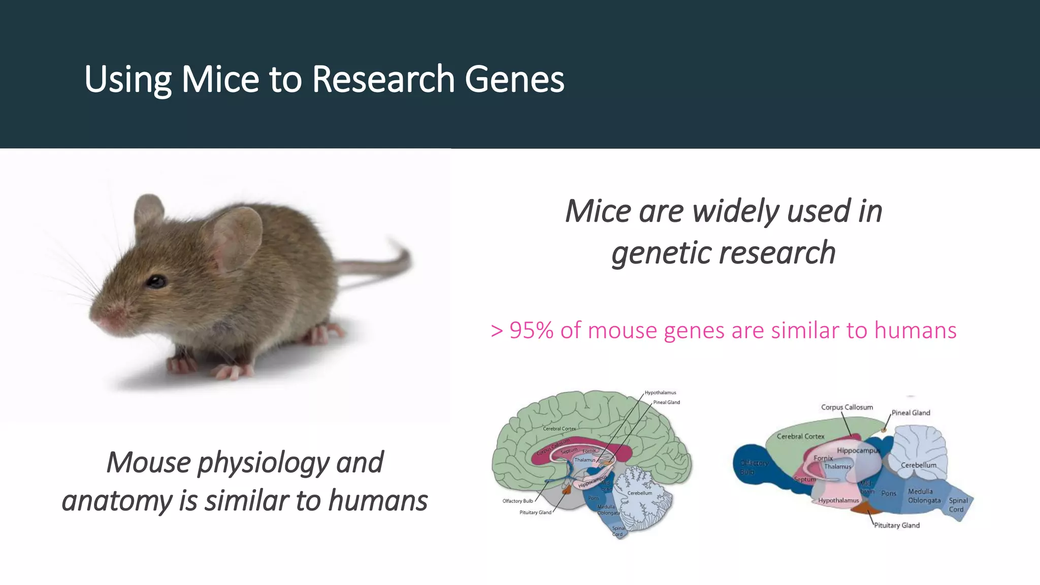 Using Mice to Research Genes
Mice are widely used in
genetic research
> 95% of mouse genes are similar to humans
Mouse physiology and
anatomy is similar to humans
 