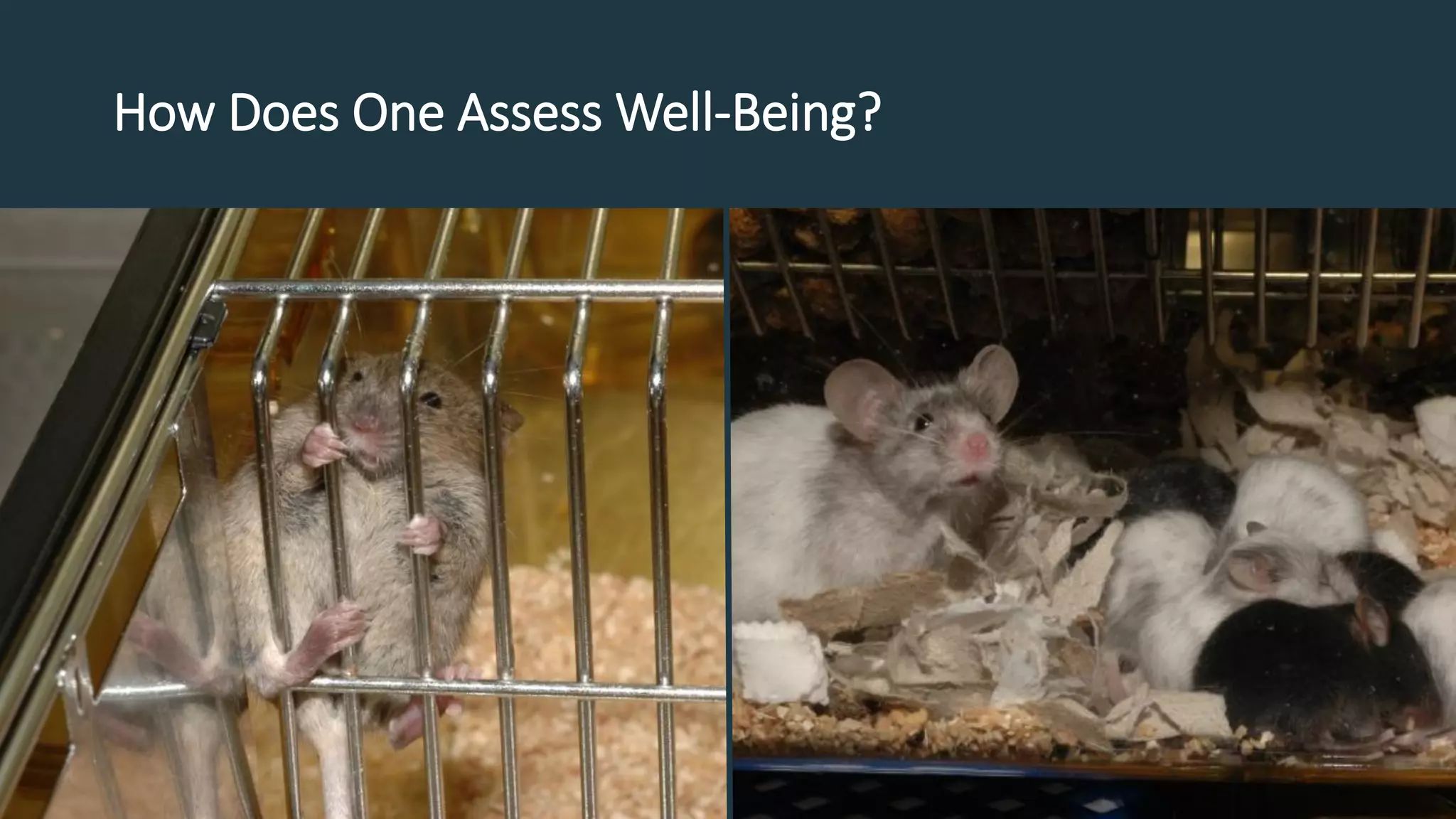 How Does One Assess Well-Being?
 