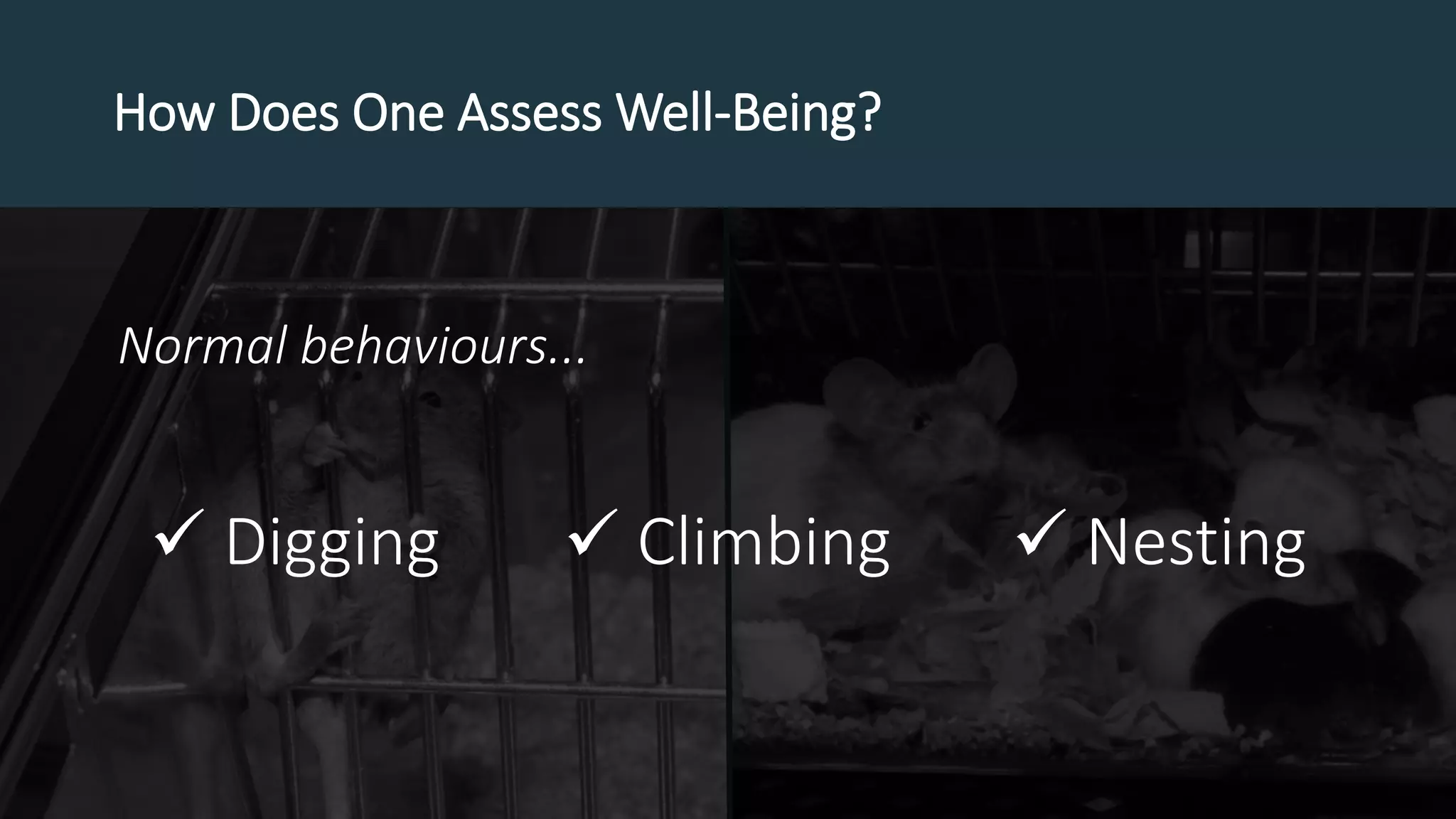  Digging  Climbing  Nesting
Normal behaviours...
How Does One Assess Well-Being?
 
