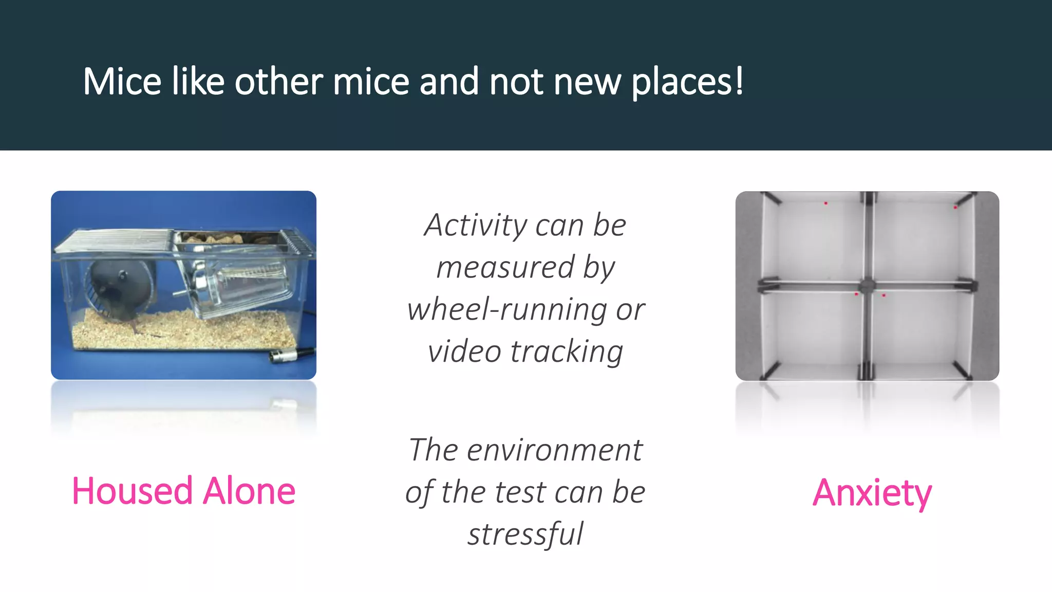 Mice like other mice and not new places!
Activity can be
measured by
wheel-running or
video tracking
AnxietyHoused Alone
The environment
of the test can be
stressful
 