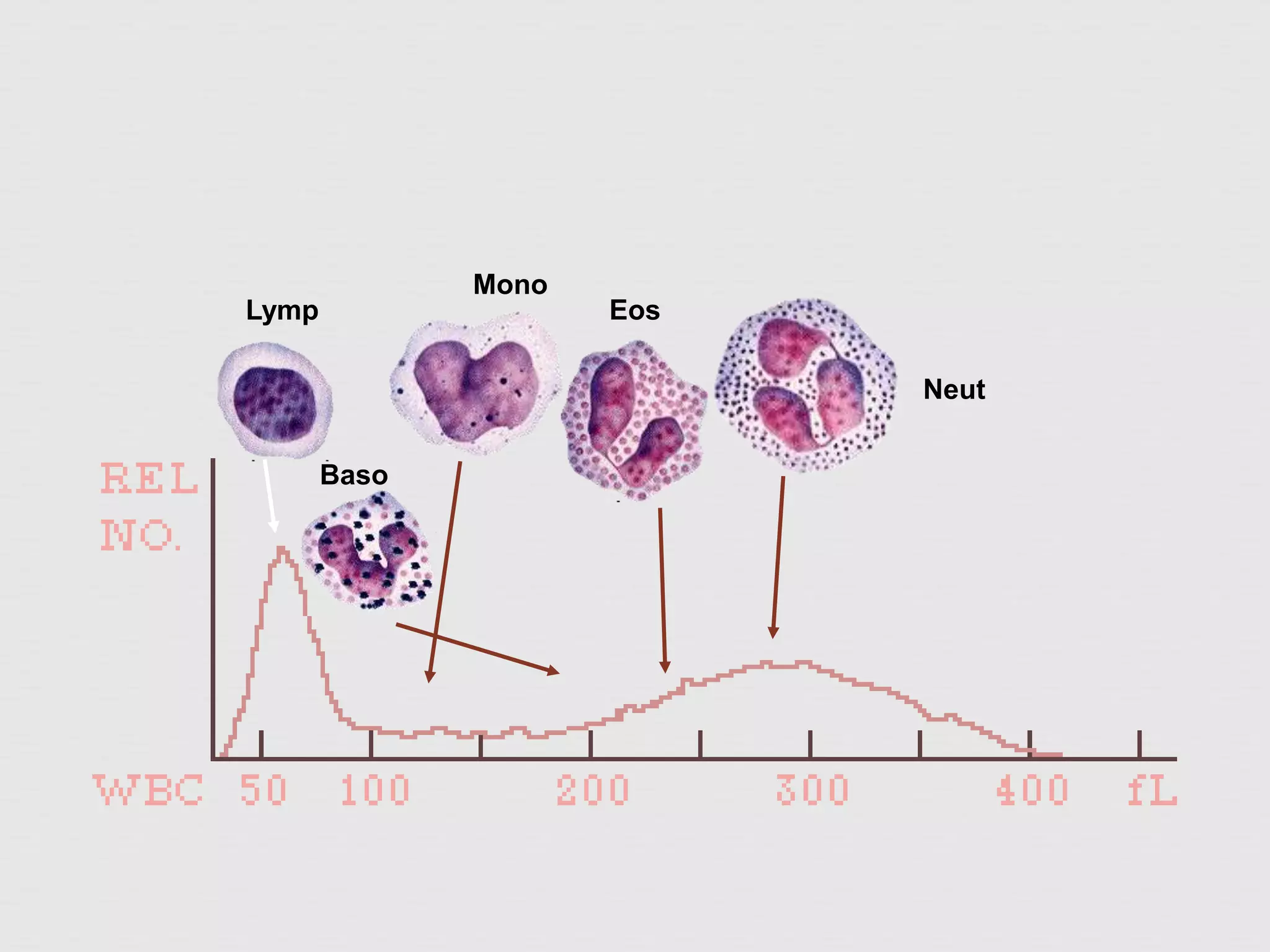 Lymp
Mono
Eos
Neut
Baso
 